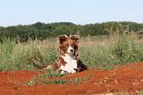 BORDER COLLIE 286